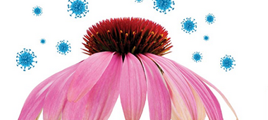 Dr. Reckeweg® R193 Echinacea Comp.